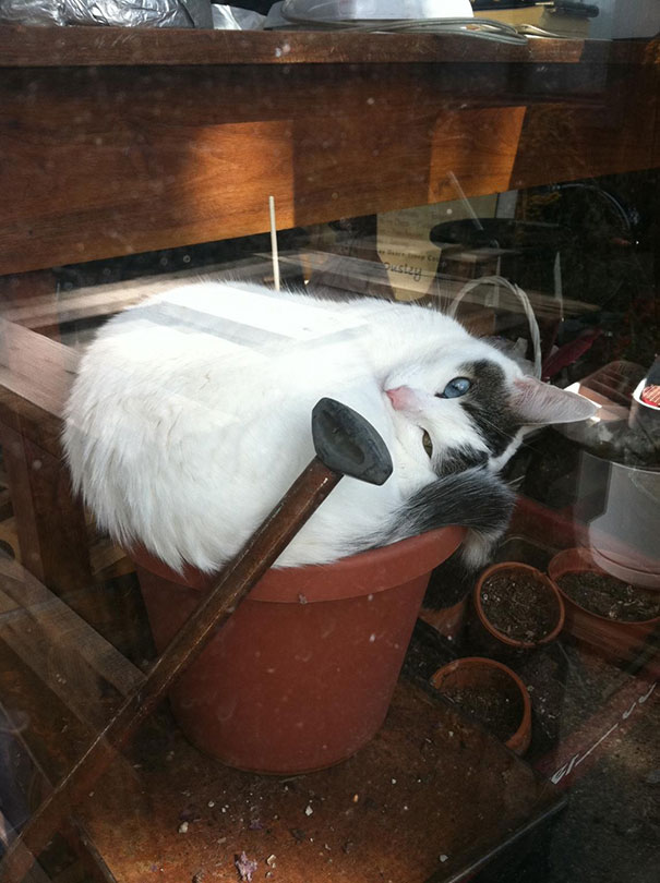 Cat Sleeping In A Flower Pot