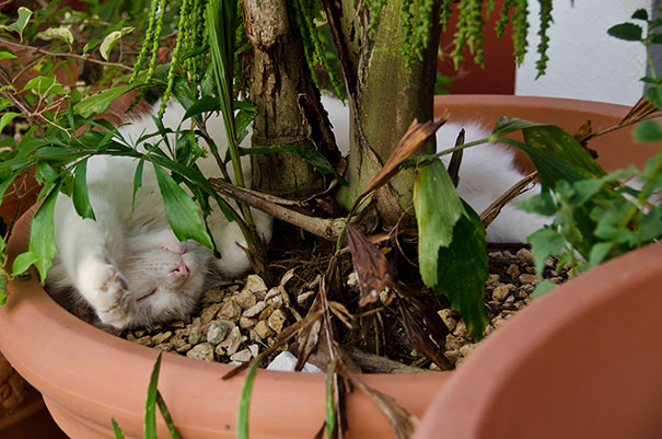 Cat Sleeping In A Pot