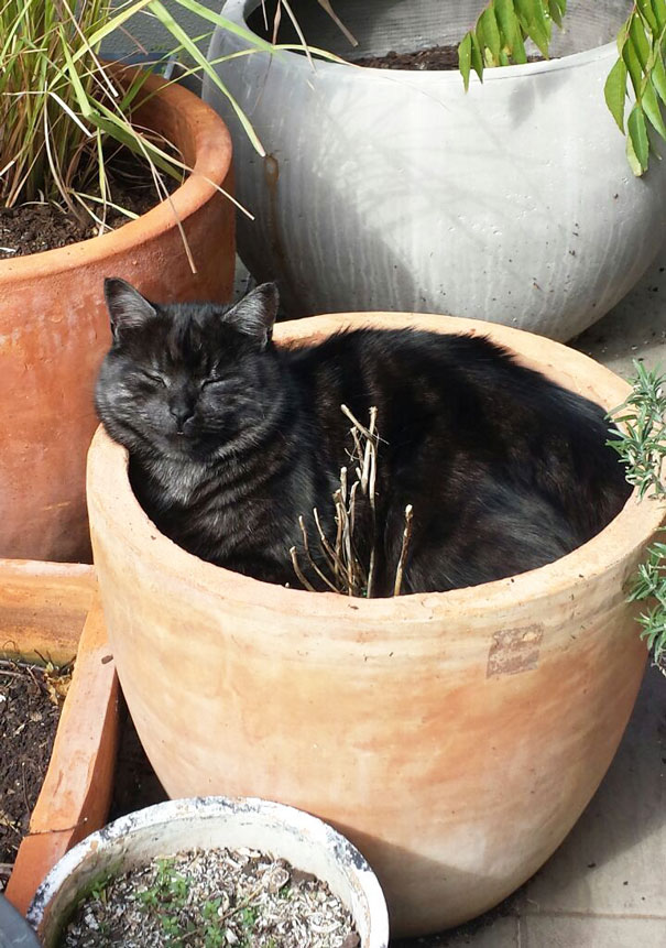Enjoying His Pot
