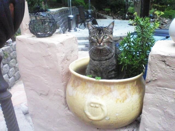 Meet Khaleesi, I Planted Her In The Spring