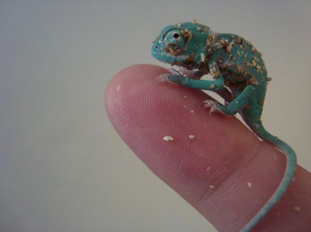 Baby Chamelon