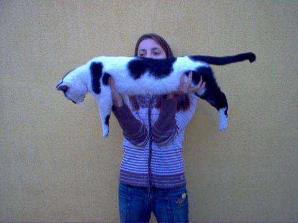 I. Nagy Bocica Lajos- 10kg!