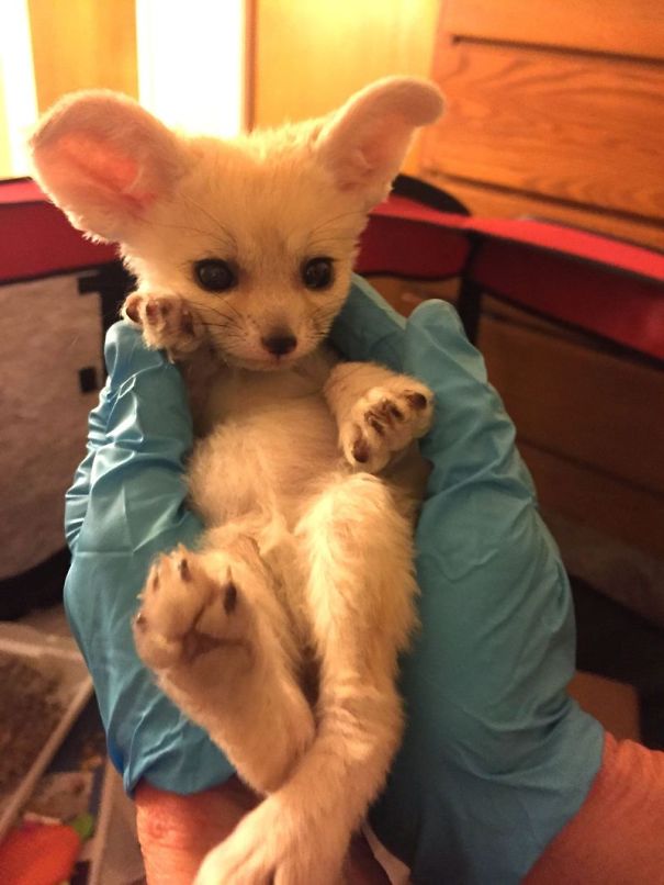 Fennec Fox In Palm