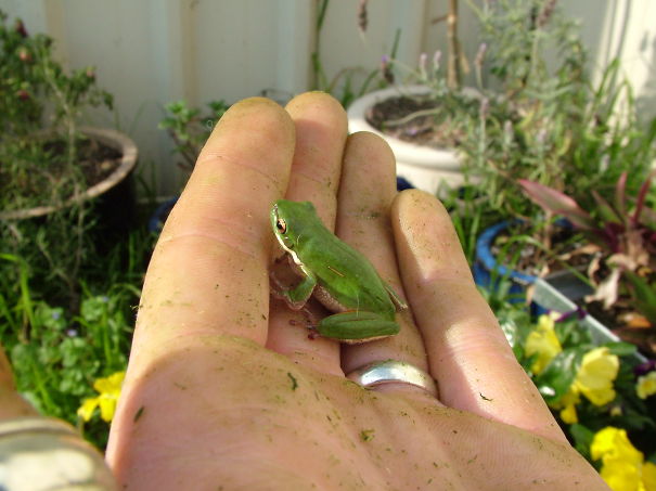 Teeny Green Frog