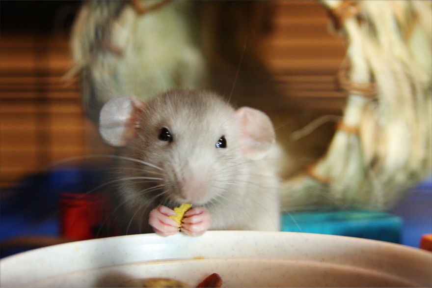 Cute Rat