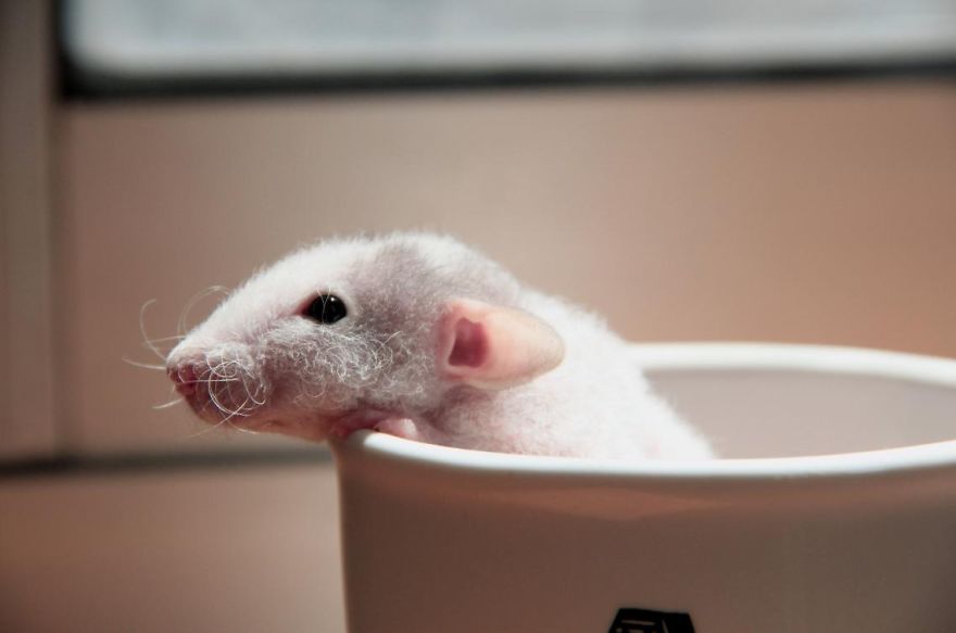 Cute Rat