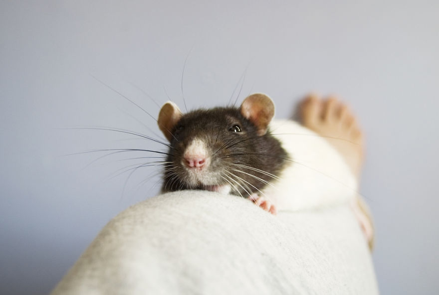 Cute Rat