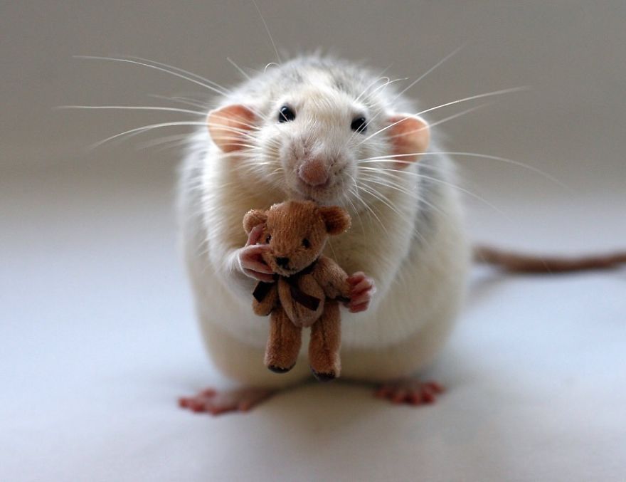 Cute Rat