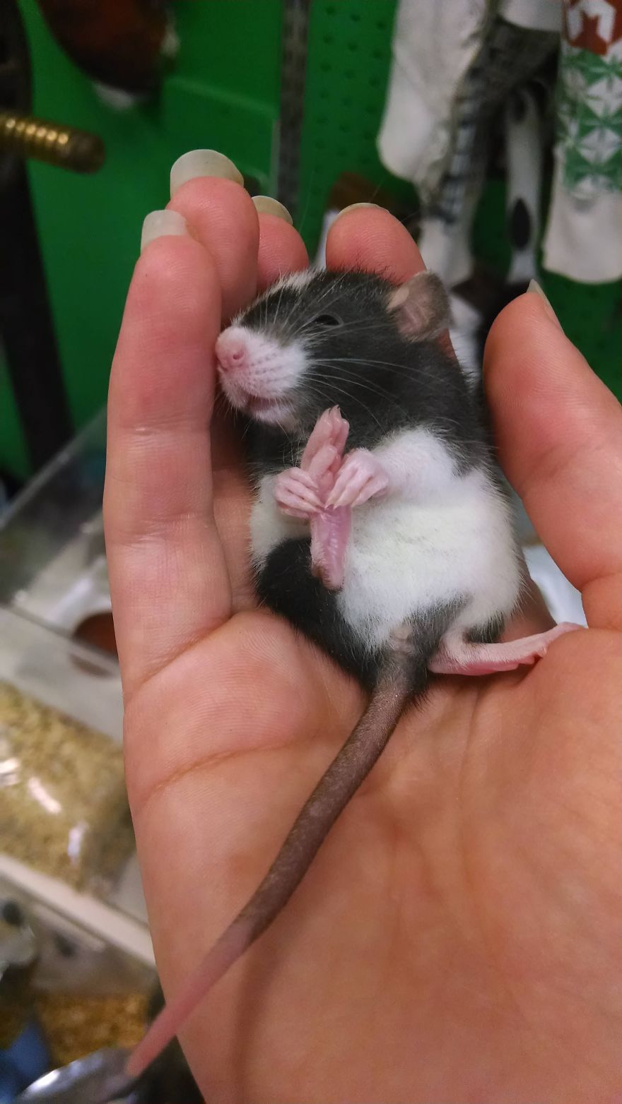 Cute Rat
