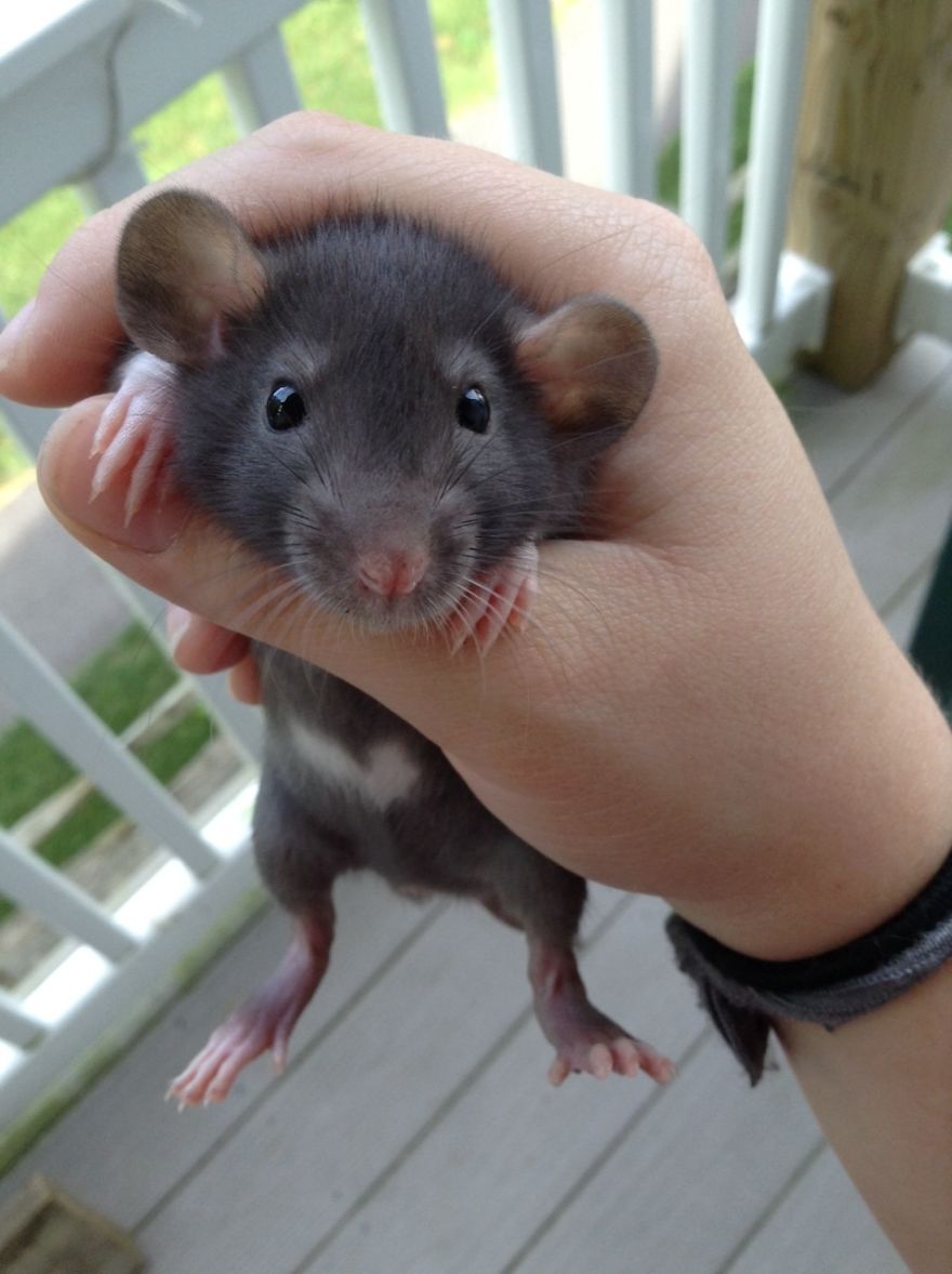 Cute Rat