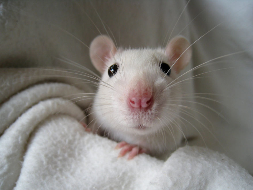 Cute Rat
