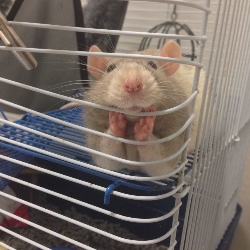 Cute Rat