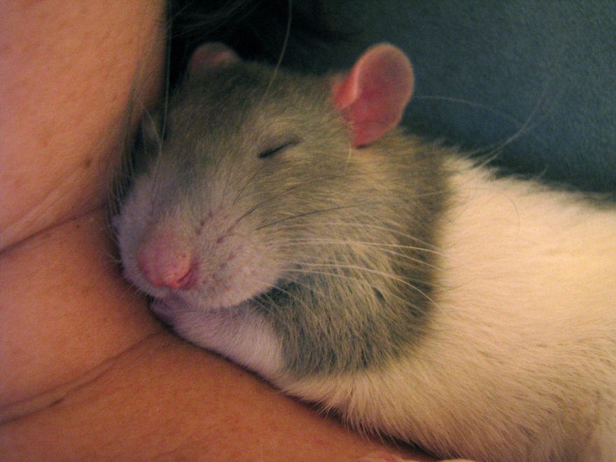 Cute Rat