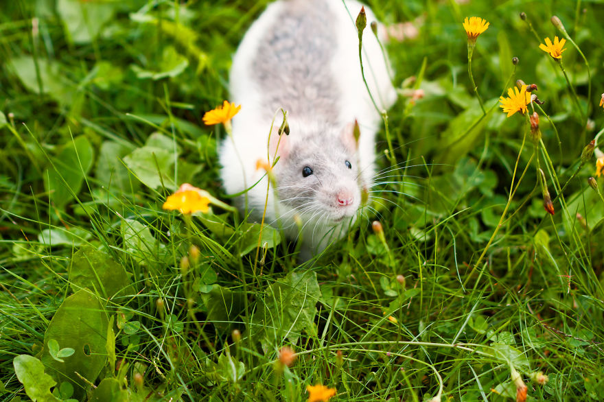 Cute Rat