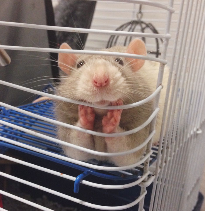 202 Adorable Rat Pics Proving That They Can Be The Cutest Pets Ever