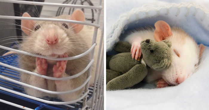 202 Adorable Rat Pics Proving That They Can Be The Cutest Pets Ever