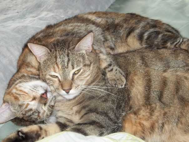 Let's Snuggle Sister .