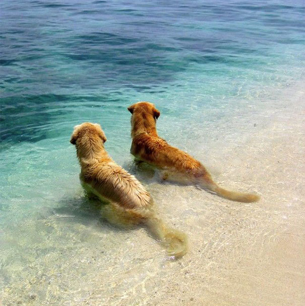 Best Friends At The Beach