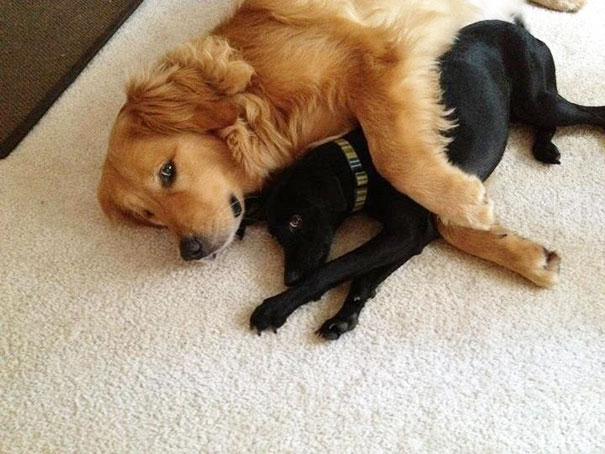 My Golden Is Getting Used To The New Dog