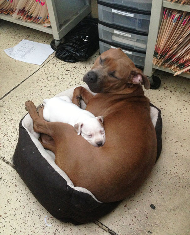 A Coworker's Dog Is A New Foster Mom To A Stray 6 Week Old Pup