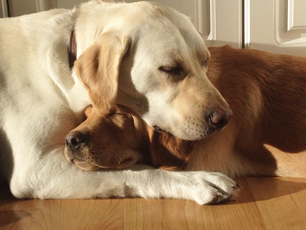 I Walked In To See My Two Dogs Sleeping Together