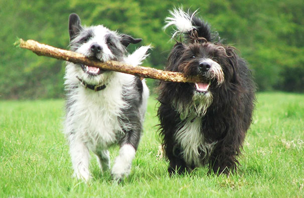 Two Dogs, One Stick