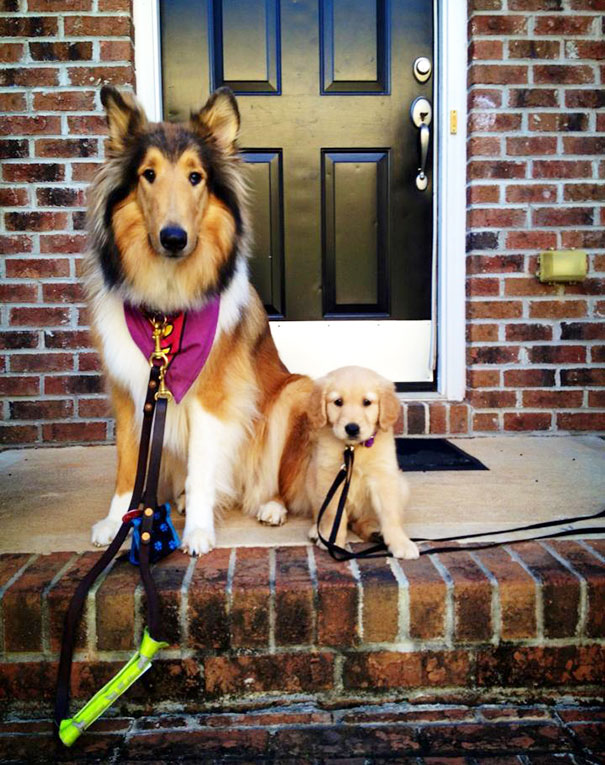 Meet Stella & Amelia