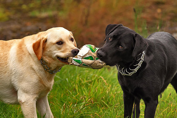 Best Friends Playing