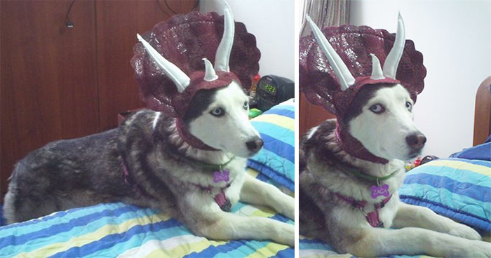 dog-costumes-dinosaur-triceratops-2 dog-costumes-dinosaur-triceratops-2