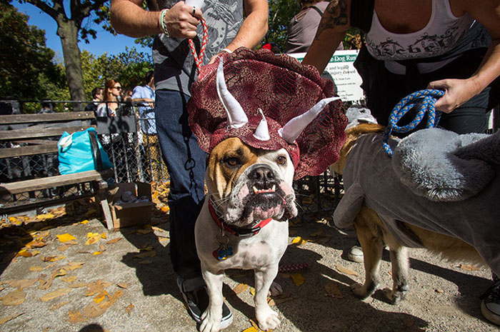 dog-costumes-dinosaur-triceratops-3 dog-costumes-dinosaur-triceratops-3