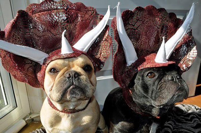 dog-costumes-dinosaur-triceratops-4 dog-costumes-dinosaur-triceratops-4