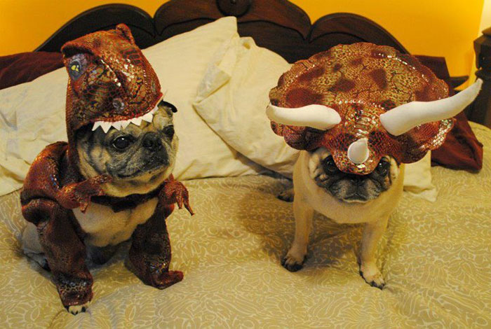 dog-costumes-dinosaur-triceratops-5 dog-costumes-dinosaur-triceratops-5