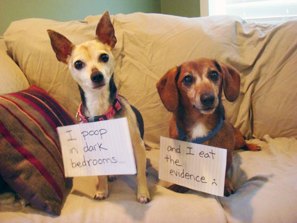 Two dogs sitting on a couch wearing signs as part of a*****e dogs shaming for their naughty behavior.