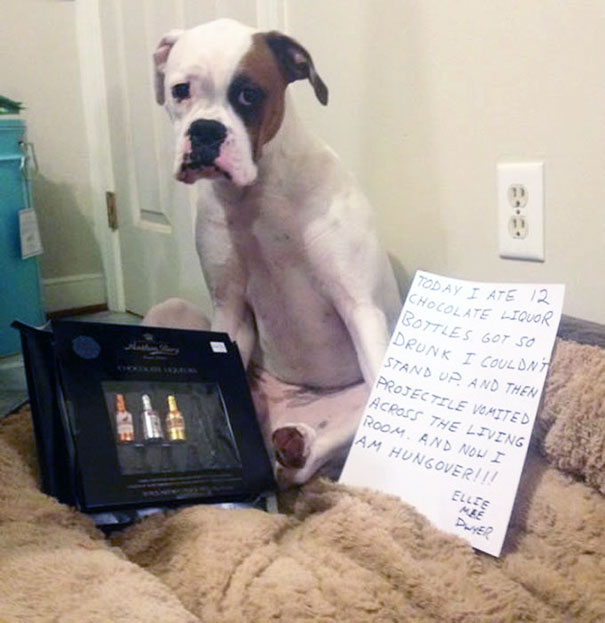 A dog being shamed for eating 12 chocolate liquor bottles, looking guilty and sitting next to a handwritten sign.