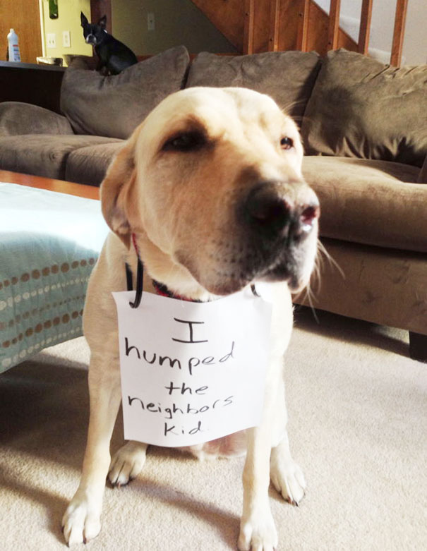 Yellow Labrador wearing a sign for dog shaming, sitting in a living room with a small black dog on a couch in the background.