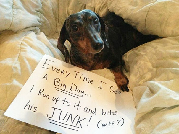 Small dog being shamed with a sign for biting big dogs, part of a*****e dogs being shamed for their crimes series