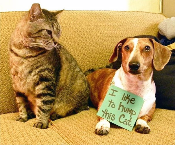 Tabby cat sitting on couch next to a small dog with a sign for a*****e dogs being shamed for their crimes.