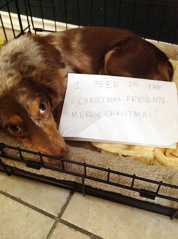 Dog being shamed for peeing on Christmas presents, lying in a crate with a remorseful expression on a soft bed.