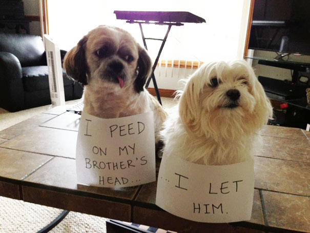 Two dogs wearing signs shaming their naughty behavior, showcasing a*****e dogs being shamed for their crimes.