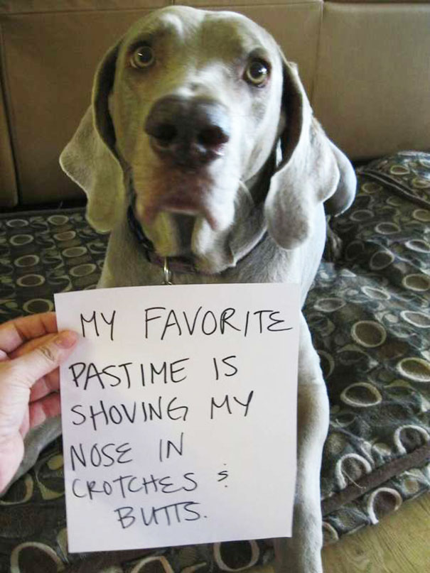 A dog being shamed for bad behavior, holding a sign describing its rude pastime, part of a*****e dogs shaming.