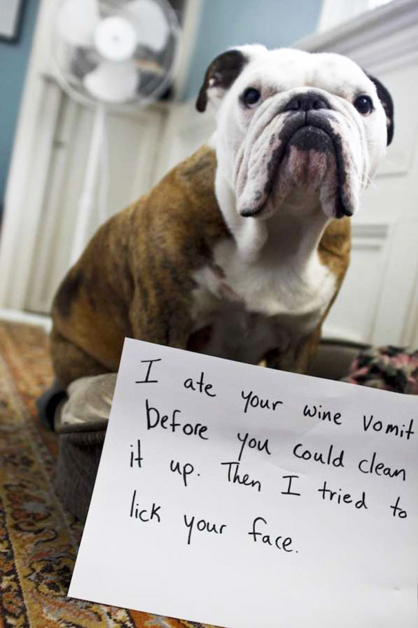 Bulldog being shamed indoors with a sign describing its naughty behavior for a*****e dogs crimes.