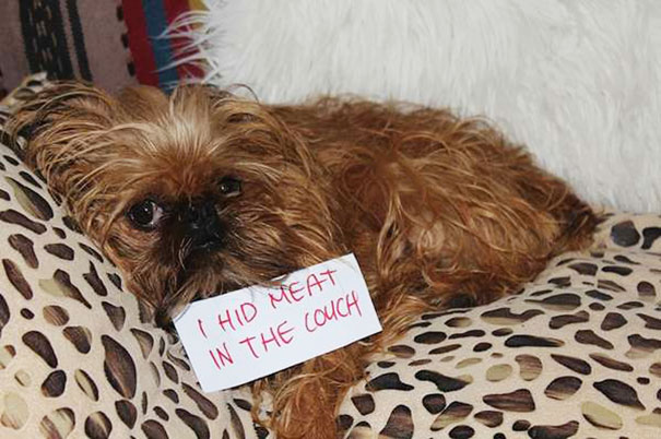 Small brown dog lying on leopard print cushion with a sign admitting a crime, part of a*****e dogs being shamed series