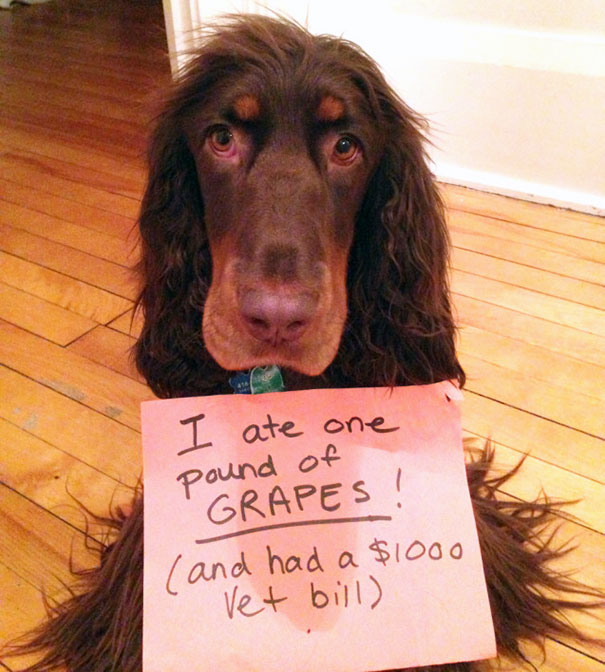 Dog being shamed for eating one pound of grapes causing a high vet bill among a*****e dogs shaming images.