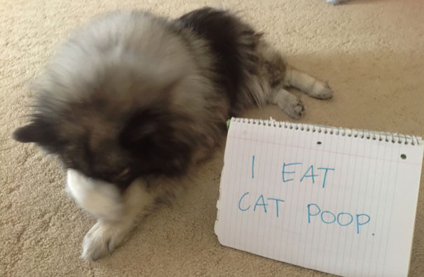 Fluffy dog covering face next to a shame sign admitting to eating cat p**p, part of a*****e dogs being shamed series.