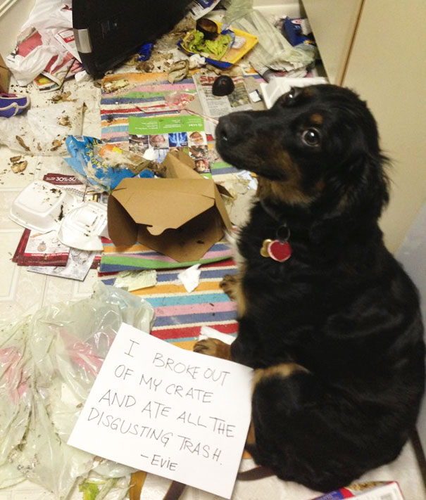 Black dog sitting beside a mess of trash with a sign confessing to breaking out and eating garbage, showcasing dog shaming.