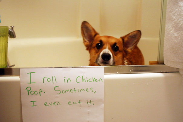Corgi dog being shamed with a handwritten sign about rolling in and eating chicken p**p in a bathroom setting.