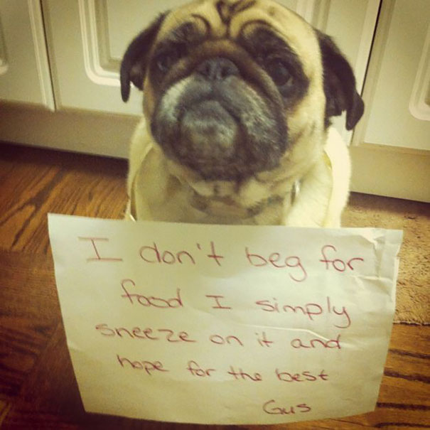 Pug dog wearing a shame sign for sneezing on food, part of a*****e dogs being shamed for their crimes series.