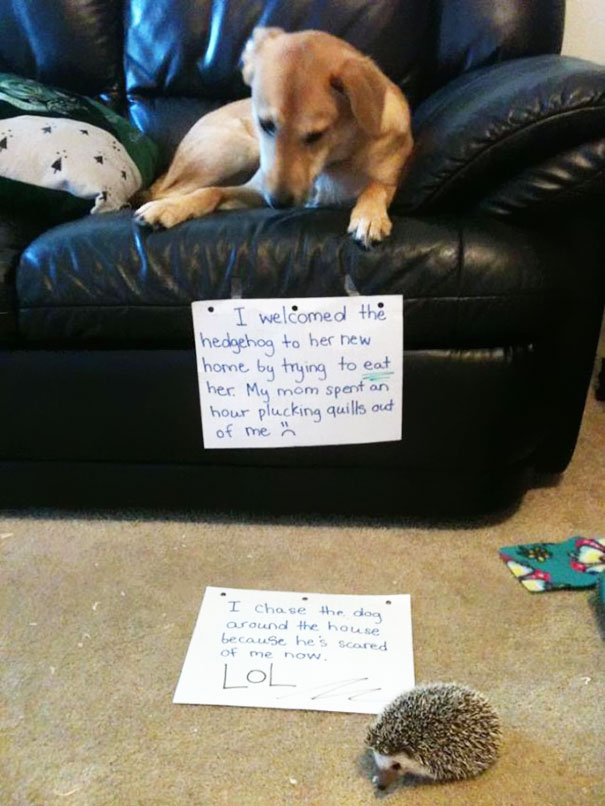 Dog being shamed for trying to eat a hedgehog, with signs explaining the dog's funny and naughty behavior.