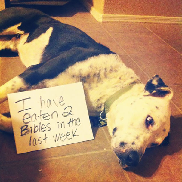 Dog lying on floor with sign showing one of the a*****e dogs being shamed for their crimes eating Bibles recently.