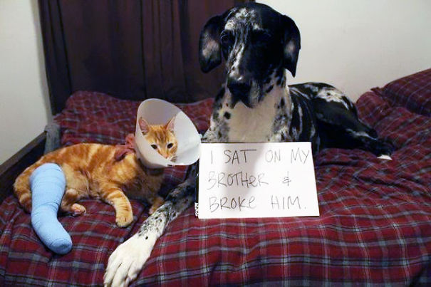 Great Dane dog being shamed with a sign for sitting on and injuring a cat, showcasing a*****e dogs being shamed.
